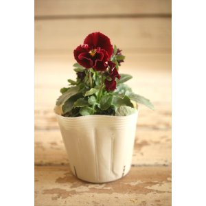 画像: 【１点もの】奥田園芸さんオリジナル！ ときめきビオラ『フルフリル』ver.１９