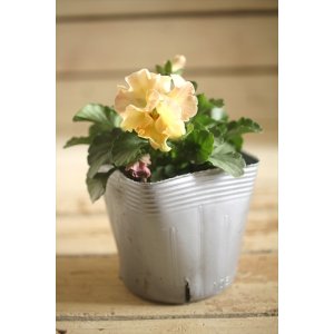 画像: 【1点もの】植田さんご夫婦育種! フリルパンジー『春マンボー』◆ver.4◆