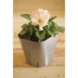 画像: 【1点もの】植田さんご夫婦育種! フリルパンジー『春マンボー』◆ver.12◆