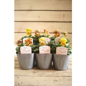 画像: 2025NEW!! 見元園芸さん&花日和さんコラボ フリルパンジー『グリオットピスターシュ』