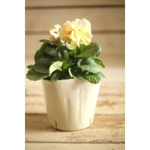 画像: 【1点もの】奥田園芸さんオリジナル! ときめきビオラ『シフォンドレス』ver.13