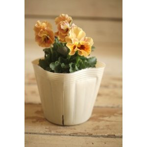 画像: 【１点もの】奥田園芸さんオリジナル！ ときめきビオラ『フルフリル』ver.１４