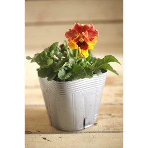 画像: 【1点もの】植田さんご夫婦育種! フリルパンジー『春マンボー』◆ver.3◆