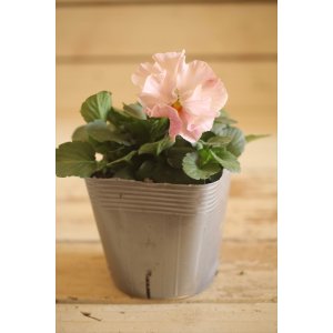 画像: 【１点もの】植田さんご夫婦育種！ フリルパンジー『春マンボー』◆ver.１０◆