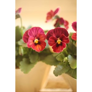 画像: 奥田園芸さんオリジナル！ ときめきビオラ『シネマティックベイン』★ワイン系★