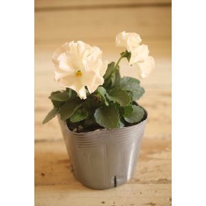 画像: 【1点もの】植田さんご夫婦育種! フリルパンジー『春マンボー』◆ver.13◆