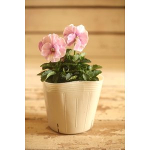 画像: 【１点もの】奥田園芸さんオリジナル！ ときめきビオラ『シフォンドレス』ver.１２