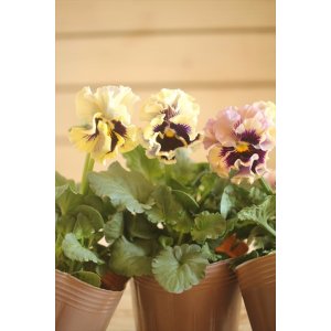 画像: 2025NEW!! МFFさんオリジナル!! フリルパンジー コライユステムロング『カスタードベリー』