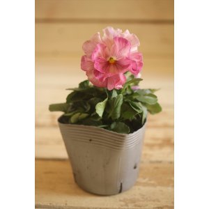 画像: 【１点もの】植田さんご夫婦育種！ フリルパンジー『春マンボー』◆ver.８◆