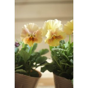 画像: 2025NEW!! МFFさんオリジナル!! フリルビオラ ルーシュ『シェルピンク』*イエロー系*