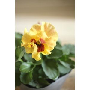 画像: 【1点もの】植田さんご夫婦育種! フリルパンジー『春マンボー』◆ver.14◆