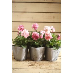 画像: 植田さんご夫婦育種! フリルパンジー『マリーリーン』*淡い*