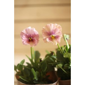 画像: 2025NEW!! МFFさんオリジナル!! フリルビオラ ルーシュ『シェルピンク』*ピンク系*