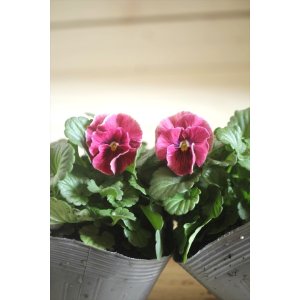 画像: 2025NEW!! 植田さんご夫婦育種! フリルビオラ『シャルマンロゼ』*ローズ系*