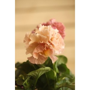 画像: フリンジ咲きパンジー 『ローブ・ドゥ・アントワネット』 ★１点もの ver.５４★ 