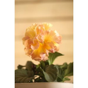 画像: フリンジ咲きパンジー 『ローブ・ドゥ・アントワネット』 ★１点もの ver.４８★ 