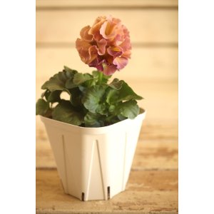 画像: フリンジ咲きパンジー 『ローブ・ドゥ・アントワネット』 ★１点もの ver.６４★ 