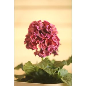 画像: フリンジ咲きパンジー 『ローブ・ドゥ・アントワネット』 ★１点もの ver.７６★ 