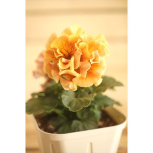 画像: フリンジ咲きパンジー 『ローブ・ドゥ・アントワネット』 ★１点もの ver.７０★ 