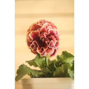 画像: フリンジ咲きパンジー 『ローブ・ドゥ・アントワネット』 ★１点もの ver.６７★ 