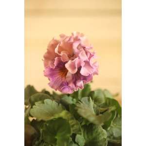 画像: フリンジ咲きパンジー 『ローブ・ドゥ・アントワネット』 ★１点もの ver.８０★ 