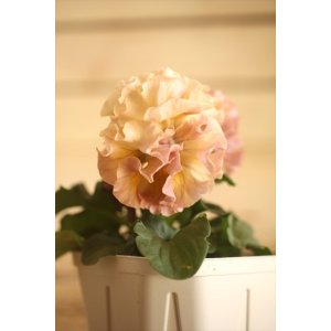 画像: フリンジ咲きパンジー 『ローブ・ドゥ・アントワネット』 ★１点もの ver.４９★ 