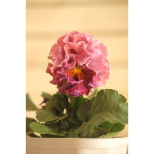 画像: フリンジ咲きパンジー 『ローブ・ドゥ・アントワネット』 ★１点もの ver.６３★ 