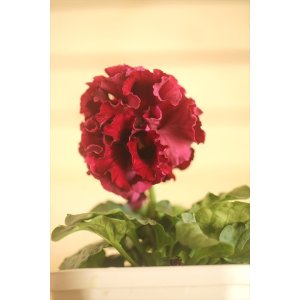 画像: フリンジ咲きパンジー 『ローブ・ドゥ・アントワネット』 ★１点もの ver.７５★ 