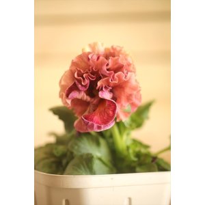 画像: フリンジ咲きパンジー 『ローブ・ドゥ・アントワネット』 ★１点もの ver.４６★ 