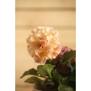 画像: フリンジ咲きパンジー 『ローブ・ドゥ・アントワネット』 ★１点もの ver.５１★ 