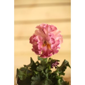 画像: フリンジ咲きパンジー 『ローブ・ドゥ・アントワネット』 ★１点もの ver.７４★ 