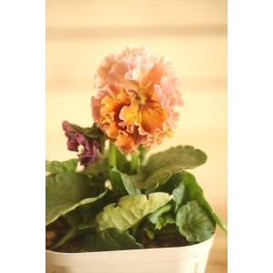 画像: フリンジ咲きパンジー 『ローブ・ドゥ・アントワネット』 ★１点もの ver.７９★ 