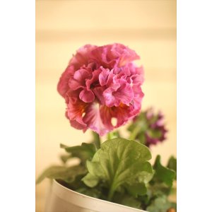 画像: フリンジ咲きパンジー 『ローブ・ドゥ・アントワネット』 ★１点もの ver.７１★ 