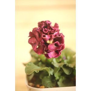 画像: フリンジ咲きパンジー 『ローブ・ドゥ・アントワネット』 ★１点もの ver.５３★ 