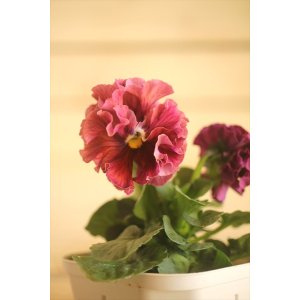 画像: フリンジ咲きパンジー 『ローブ・ドゥ・アントワネット』 ★１点もの ver.５０★ 