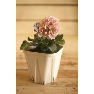 画像: フリンジ咲きパンジー 『ローブ・ドゥ・アントワネット』 ★１点もの ver.４７★ 