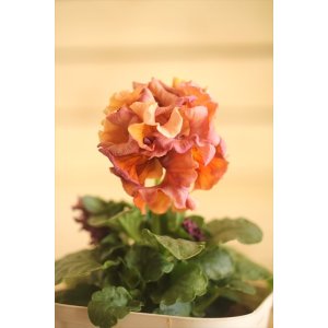 画像: フリンジ咲きパンジー 『ローブ・ドゥ・アントワネット』 ★１点もの ver.５２★ 