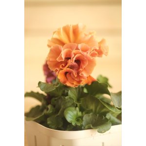 画像: フリンジ咲きパンジー 『ローブ・ドゥ・アントワネット』 ★１点もの ver.６９★ 