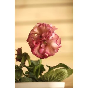 画像: フリンジ咲きパンジー 『ローブ・ドゥ・アントワネット』 ★１点もの ver.６８★ 