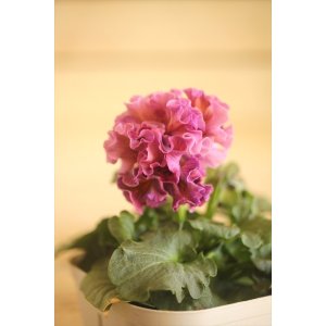 画像: フリンジ咲きパンジー 『ローブ・ドゥ・アントワネット』 ★１点もの ver.４２★ 