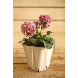 画像: フリンジ咲きパンジー 『ローブ・ドゥ・アントワネット』 ★１点もの ver.７８★ 