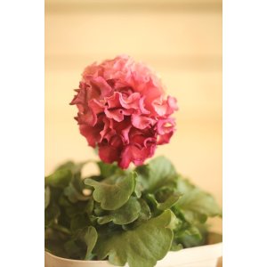 画像: フリンジ咲きパンジー 『ローブ・ドゥ・アントワネット』 ★１点もの ver.６１★ 