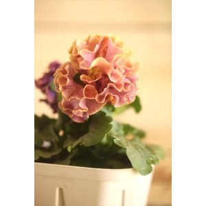 画像: フリンジ咲きパンジー 『ローブ・ドゥ・アントワネット』 ★１点もの ver.６２★ 