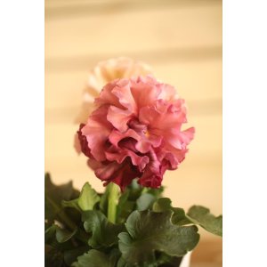 画像: フリンジ咲きパンジー 『ローブ・ドゥ・アントワネット』 ★１点もの ver.６５★ 