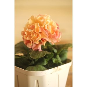 画像: フリンジ咲きパンジー 『ローブ・ドゥ・アントワネット』 ★１点もの ver.７７★ 