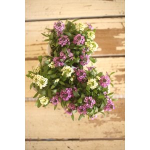 画像: ２色植えアリッサム『レモン＆ラベンダー』 