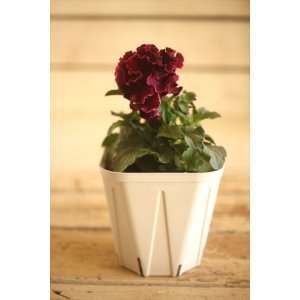 画像: フリンジ咲きパンジー 『ローブ・ドゥ・アントワネット』 ★１点もの ver.４５★ 