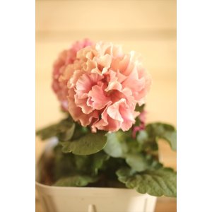 画像: フリンジ咲きパンジー 『ローブ・ドゥ・アントワネット』 ★１点もの ver.７２★ 