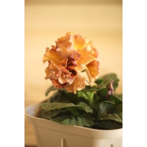 画像: フリンジ咲きパンジー 『ローブ・ドゥ・アントワネット』 ★１点もの ver.４３★ 