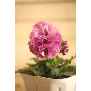 画像: フリンジ咲きパンジー 『ローブ・ドゥ・アントワネット』 ★１点もの ver.４４★ 